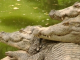 Au enervat crocodilii până era să-i mănânce! VIDEO